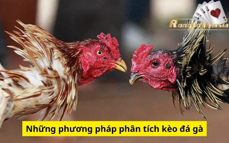 Những phương pháp phân tích kèo đá gà